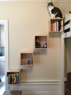 a cat sitting on top of some bookshelves next to a wall with shelves