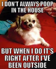 a small dog sitting on top of a red bed next to a persons leg and the caption says, i don't always poop in the house but when i do it's right after iv've been outside