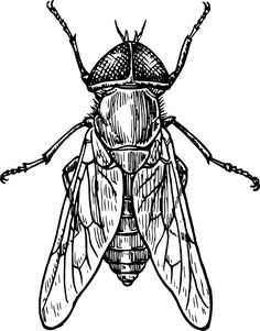 a black and white drawing of a bug