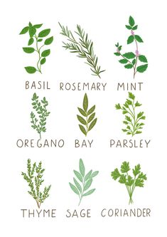 different types of herbs are shown in this graphic style, including basil rosemary mint oregano bay parsley thyme sage criander