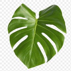 a large green leaf on a white background