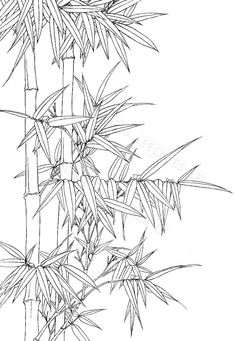 an ink drawing of bamboo leaves on a white background