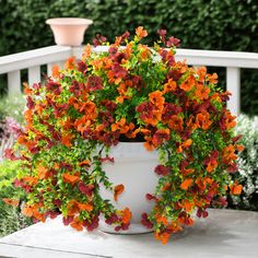 a potted plant with orange and red flowers on a table in front of some bushes