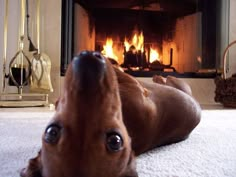 a dog laying on the floor in front of a fire place with its head up