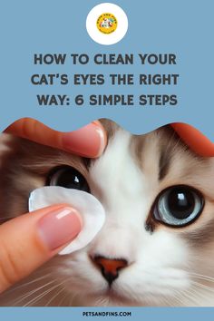 How To Clean Your Cat’s Eyes The Right Way: 6 Simple Steps https://petsandfins.com/how-to-clean-your-cats-eyes-the-right-way-6-simple-steps Cat Cpr, Clean Blinds, Kitten Eyes, Climbing Flowers, Cats Eyes, Tom Cat