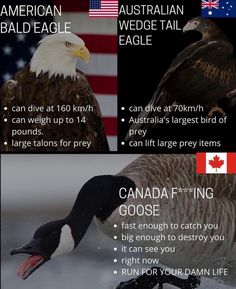 the canadian eagle is one of the most recognizable birds in the world, and it can be seen here