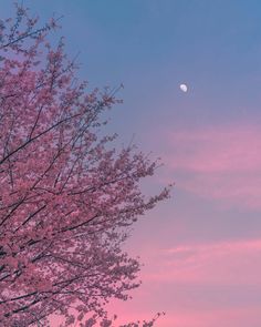 a tree with pink flowers and the moon in the sky