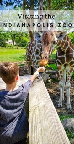 a young boy feeding two giraffes at the zoo with text overlay reading visiting the indiana polis zoo