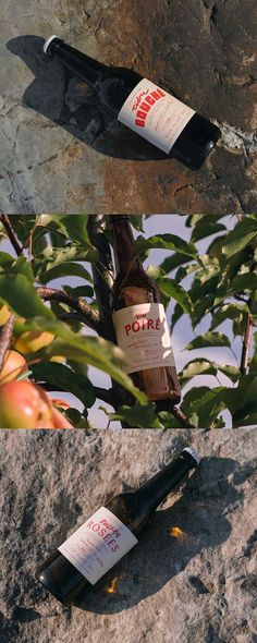 two bottles of beer sitting on top of a rock next to leaves and an apple tree