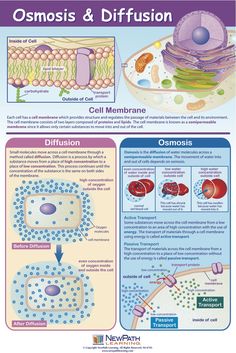 the diagram shows different types of cell membranes and how they are used to help them