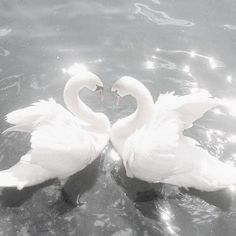 two white swans are swimming in the water with their necks touching each other's heads