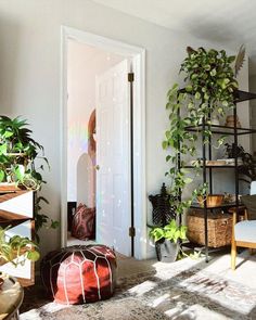 a living room filled with lots of plants next to a white door covered in sunlight