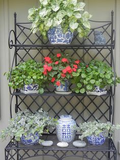 several potted plants are sitting on a shelf