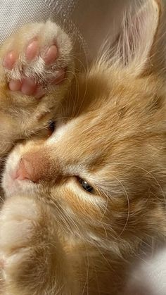 an orange and white kitten laying on its back with it's paw up to the camera