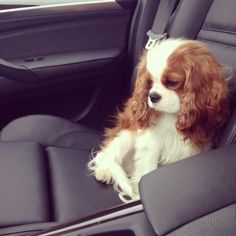 a brown and white dog sitting in the back seat of a car