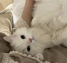 a white cat laying on top of a bed next to a persons arm and head