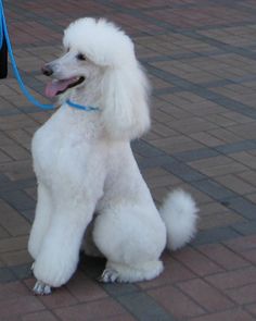 a white poodle sitting on top of a brick floor next to a blue leash