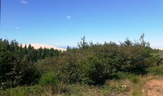 a dirt road surrounded by trees and bushes on a clear day with blue sky in the background