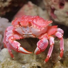 a pink and white crab sitting on top of rocks