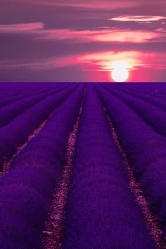 the sun is setting over a lavender field