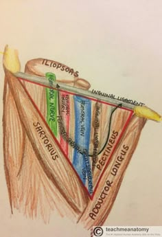 this is a drawing of a diagram of the stomach