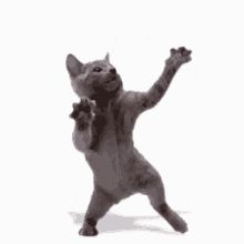 a gray cat standing on its hind legs with it's paws in the air