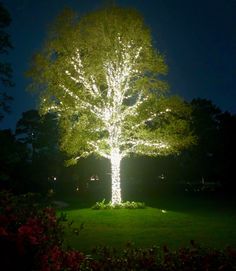 a lighted tree in the middle of a park at night