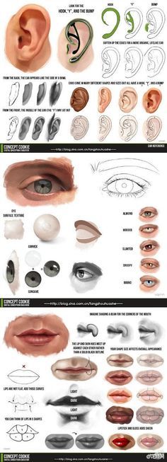 the different parts of an ear and how they are used to make them look like they have