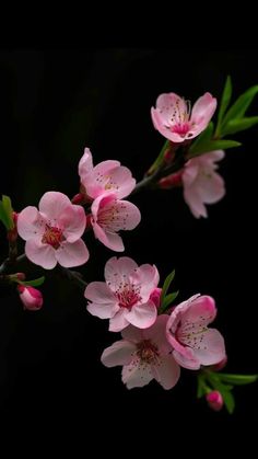 some pink flowers are blooming on a tree branch with green leaves and dark background