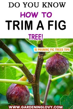 Easy ways for trimming your fig tree- step by step Indoor Fig Trees, Fig Fruit Tree, Fig Bush, Growing Fig Trees, Fig Tree Plant, Potted Fruit Trees, Fruit Tree Garden, Fruit Growing, Fruit Orchard