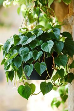 a potted plant hanging from the side of a brick wall with green leaves on it