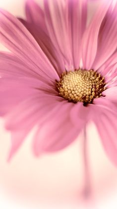 a pink flower with yellow center and petals