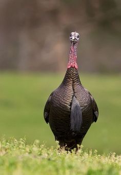 a close up of a turkey standing in the grass