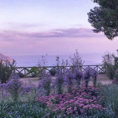 purple flowers are in the foreground, with a bridge in the background at dusk