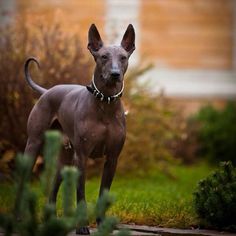 a brown dog standing on top of a lush green field