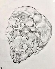 a drawing of a human skull