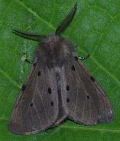 a brown and black moth sitting on top of a green leaf