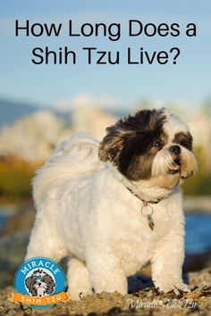 a small white dog standing on top of a sandy beach