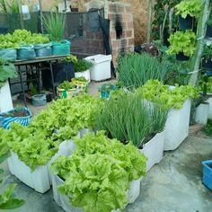 many different types of plants in pots on the ground