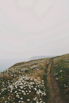 a path leading to the top of a hill covered in wildflowers