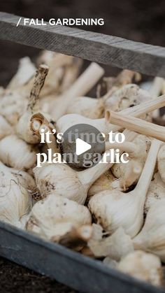 an image of garlic being sold in a box with the words it's time to plant garlic