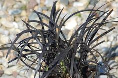 a close up of a plant with rocks in the background