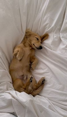 a brown dog laying on top of a bed covered in white sheets