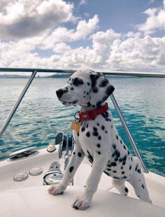 a dalmatian dog sitting on the bow of a boat looking out at the water