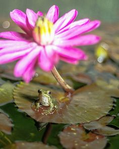 a frog sitting on top of a pink flower