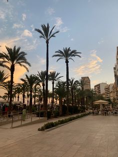 palm trees line the sidewalk in front of buildings