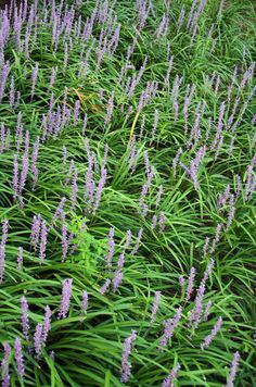 some purple flowers are growing in the grass