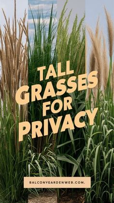 tall grasses for privacy with the text tall grasses for privacy in front of them