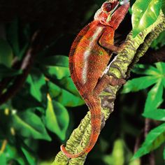 a red and orange chamelon sitting on top of a tree branch in the jungle