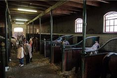 several people are walking around in an indoor barn with stalls full of horses and cows